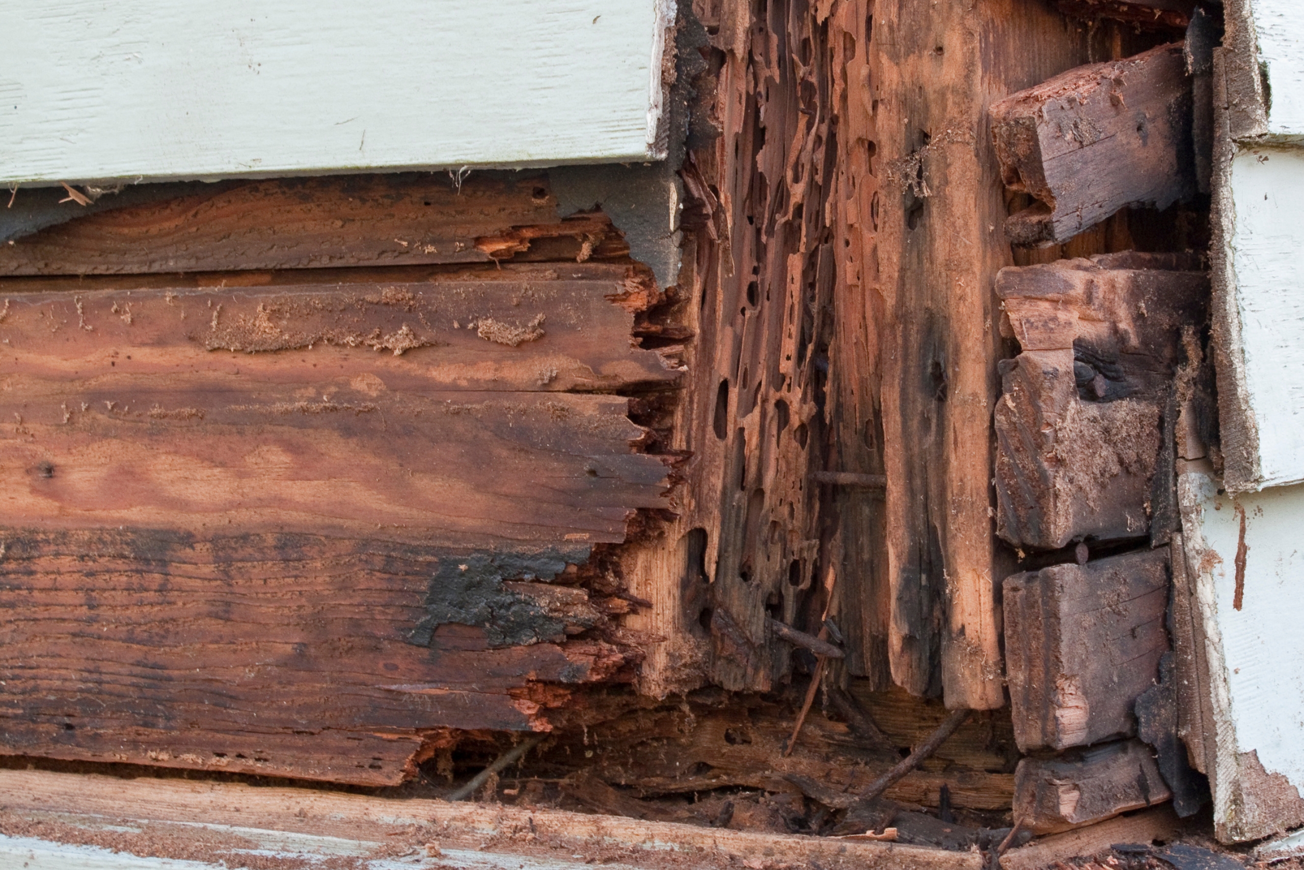 Termite Elimination Northern Suburbs Cape Town